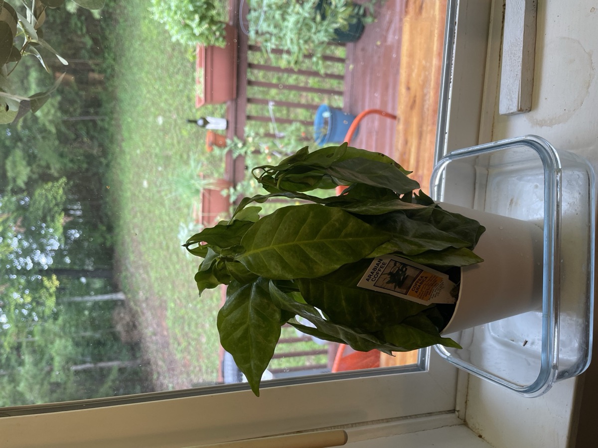 A droopy, neglected Arabica coffee plant on a windowsill