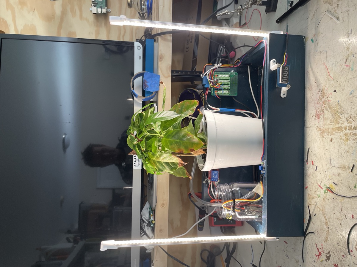 The first build: the potted coffee plant in a dark wooden tray, flanked by two LED grow light strips, with the reservoir and electronics around it